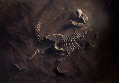 Dinosaur Fossil (Tyrannosaurus Rex) Found by Archaeologists
